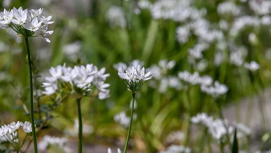 polen-alerjisi-bitki-polenine-tepki