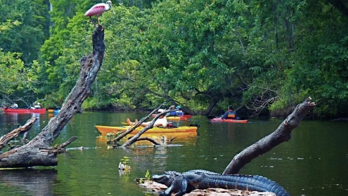 abd-de-timsah-kadina-saldirdi-hastaneye-kaldirildi