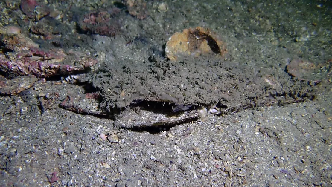 marmara-da-musilajla-mucadele-suruyor