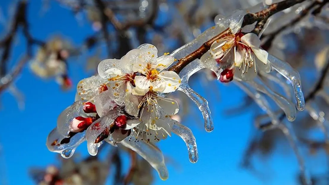 manavda-fiyatlar-sasirtti