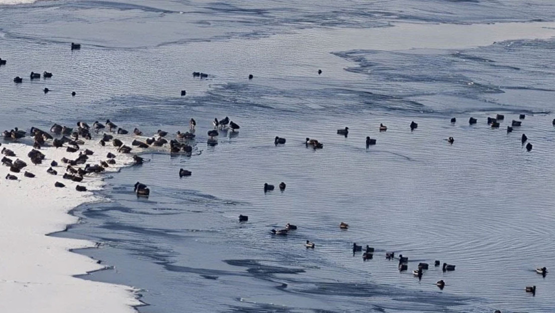 erzurum-da-sibirya-soguklari-yaban-hayatini-tehdit-ediyor