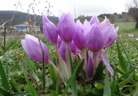 bolu-da-cigdemler-baharin-gelisini-mujdeliyor