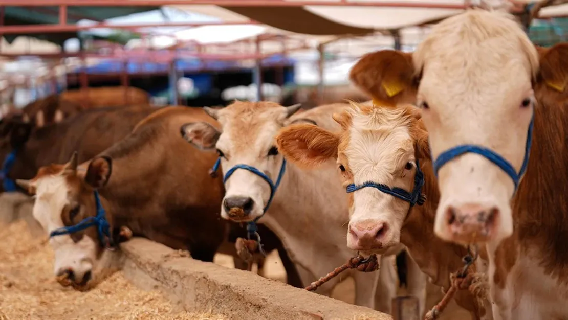 ibrahim-yumakli-kurbanlik-hayvan-varligimiz-yeterli
