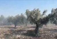 edremit-te-yangin-tarim-arazisine-sicradi