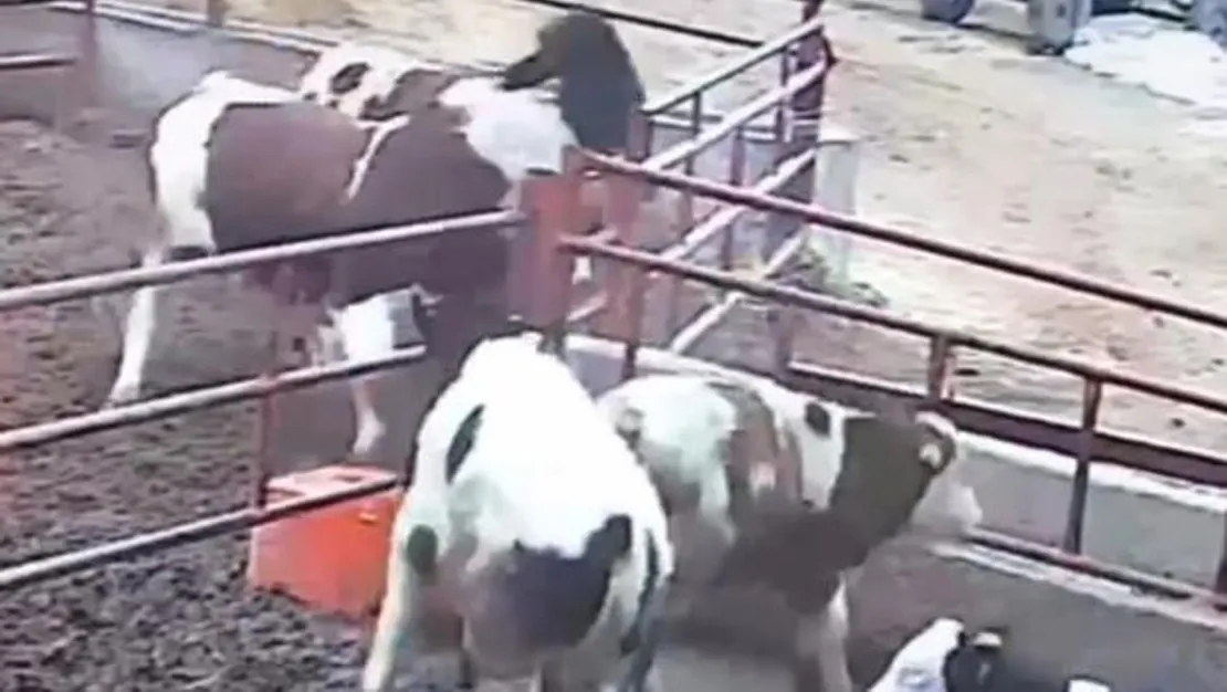 boga-saldirisi-sahibi-ve-kardesi-yaralandi