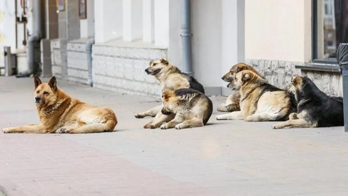 sahipsiz-hayvanlara-iliskin-duzenleme-aym-de