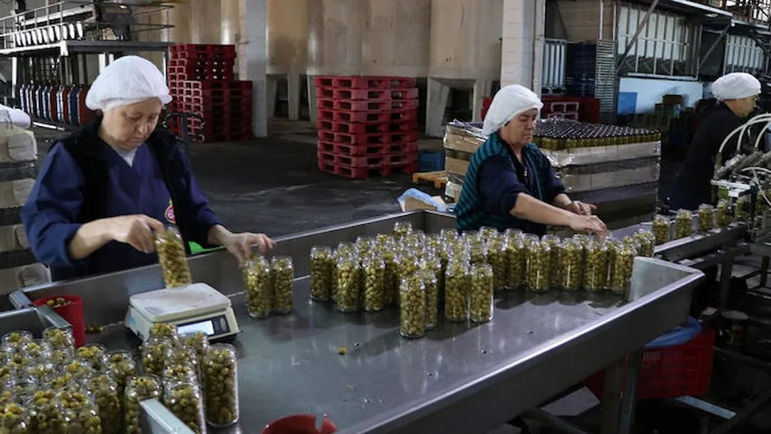 turkiye-sofralik-zeytin-uretiminde-zirvede