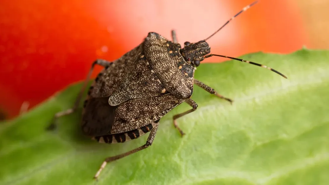 kahverengi-kokarca-bocegi-yakala