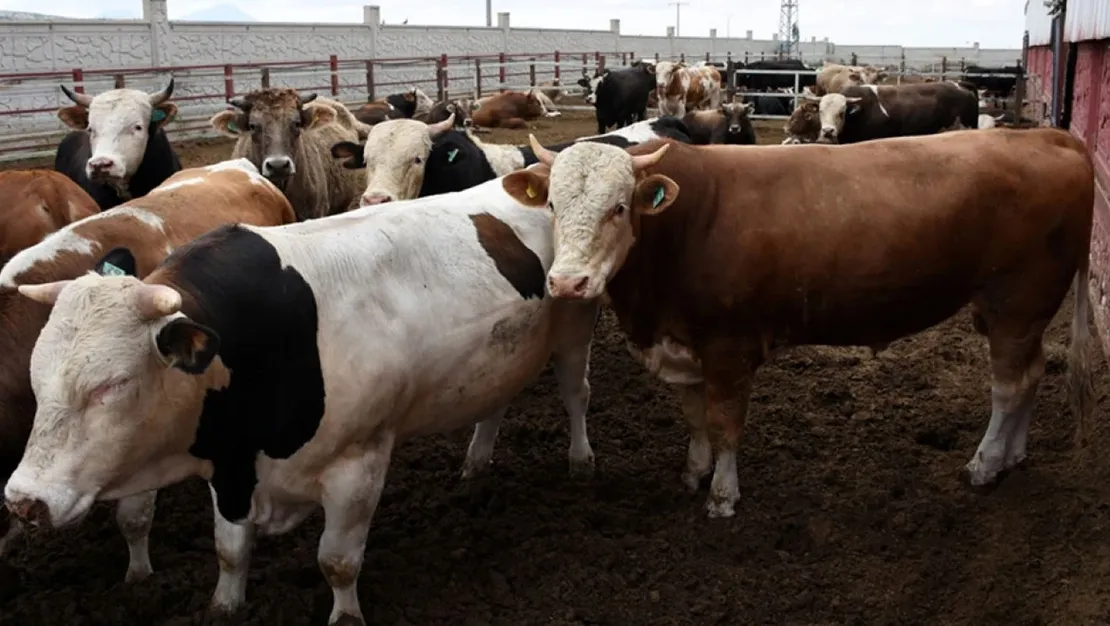 ibrahim-yumakli-kurbanliklari-esk-alacak