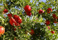 nar-kabugu-sifa-deposu-olarak-sizi-bekliyor
