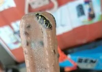 dondurmasinda-yilan-kalintisi-buldu