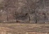 yanan-ormanda-erkek-cesedi-bulundu