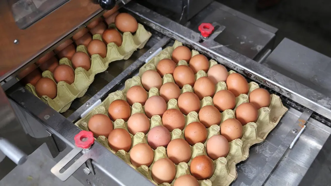 yumurta-fiyatlarinda-yukselis-ve-firsatcilik-tartismalari